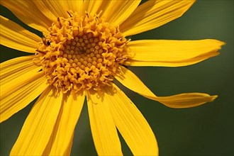 Petals with capitula of mountain arnica