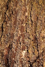 Bark of common Douglas fir