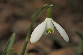 Flower of the small common snowdrop