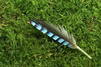 Feather of a eurasian jay