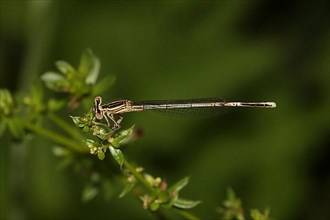 Female white-legged damselfly