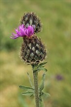 Flask of a brown knapweed