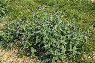A clump of common bugloss