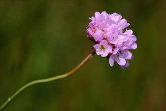 Flower with stem of a sea thrift