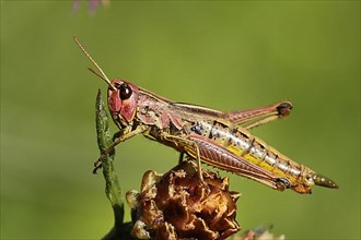 Female bow-winged grasshopper