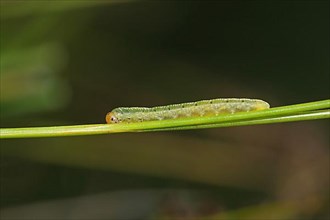 Young caterpillar of the ocellated owl moth