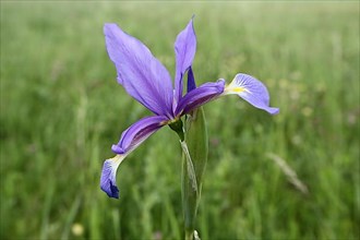 Marsh meadow iris