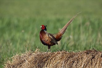 Male pheasant