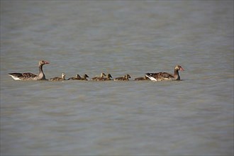 Family of greylag goose