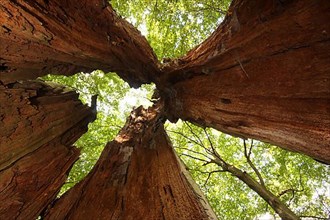 Interior of a hollow tree trunk with view upwards in the forest in Moenchbruch