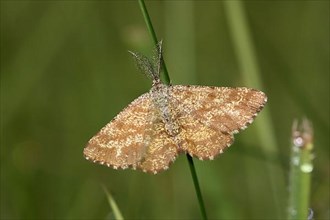Male common heath