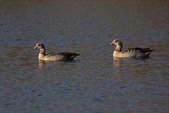 A pair of egyptian goose
