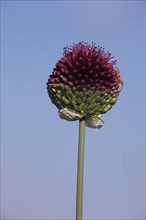 Spherical-headed leek