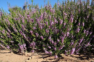 Shrub of a common heather