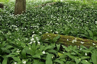Forest floor with meadow of ramsons