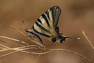 Glider butterfly