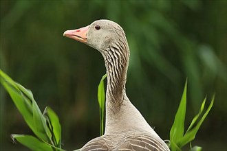 Portrait of greylag goose