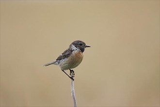 Female african stonechat