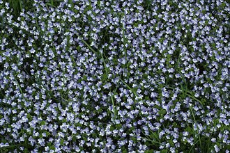 Flower meadow with slender speedwell