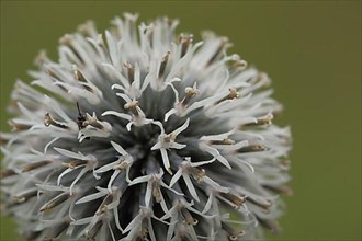 Star-shaped detail of a globe thistle