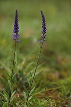Two stems of spiked speedwell