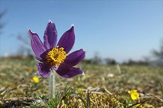 Flowers of pasque flower