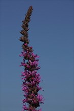 A stem with flowers of purple loosestrife