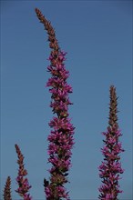 Stem with flowers of purple loosestrife