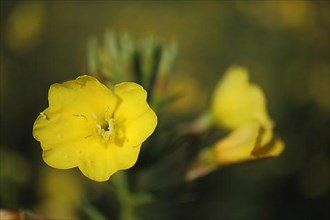 Flower of common evening primrose