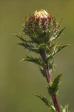 Bud of a carline thistle
