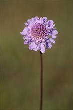 Flower of pigeon scabious