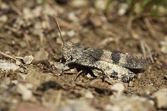 Camouflaged red-winged grasshopper