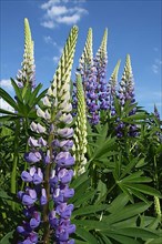 Many-leaved lupine