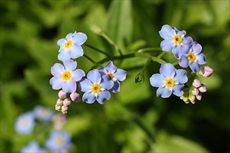 Marsh forget-me-not