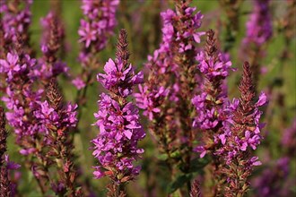 Group with purple loosestrife