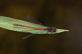 Male large red damselfly