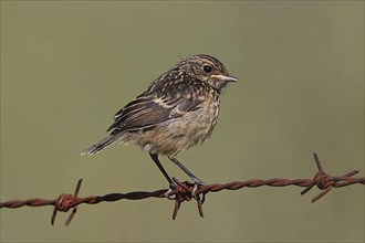 Young african stonechat