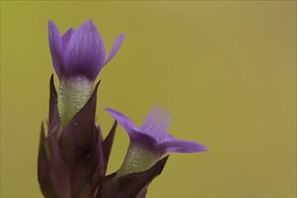 Field Gentian