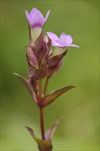 Field Gentian