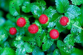 Forest strawberry