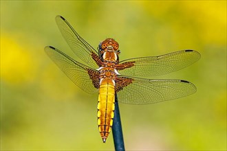 Broad-bodied chaser