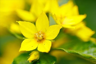 Spotted loosestrife