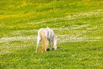 Horse in a flower meadow