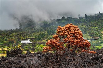 Withered tree in the lava flow of the Tajogaite volcano from the 2021 eruption