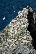Rock with a colony of common guillemots