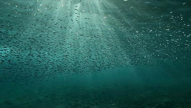 Large school of small fish swims under surface of water in the sun rays on dawn. Red sea