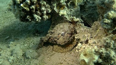 Close-up of the Stonefish on coral reef. Reef Stonefish