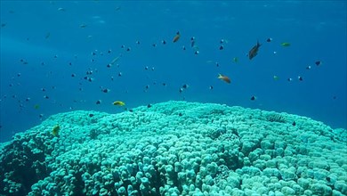 Shoal of black and white Chromis swims above coral reef on blue water background. Half-and-half Chromis