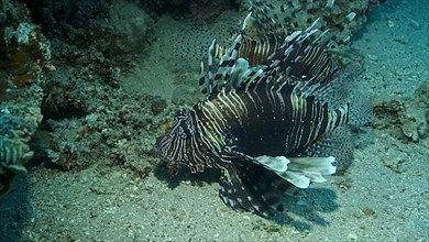 Common Lionfish or Red