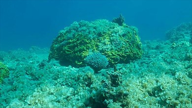 Once beautiful coral reef is overgrown with algae as a result of eutrophication